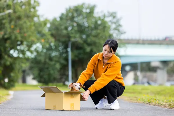 Woman Dog Abandon Paper Box Stock Picture