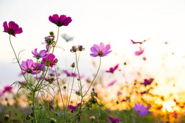 Pembe kozmos günbatımında çiçek açar.