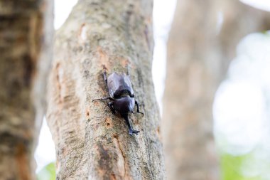 Japon gergedan böceği ağaç kabuğunda