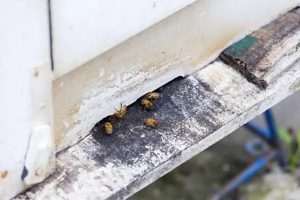 Zwerm Bezige Bijen Invoeren Van Bijenkorven Tuin — Stockfoto