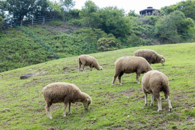 Tayvan Qingjing Çiftliği 'nde yeşil çimlerde koyun sürüsü.