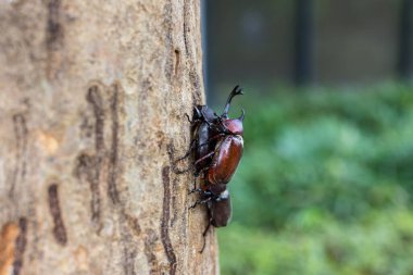 Gergedan böceği ağaçta çiftleşiyor.