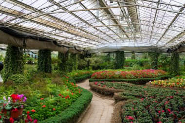 Yeşil bahçedeki güzel tropikal yeşil bitki