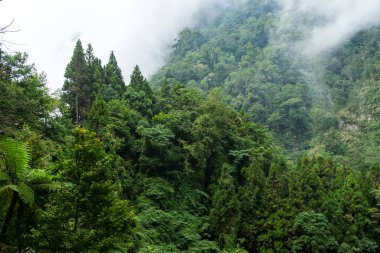 Güzel bereketli orman manzarası