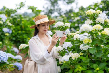 Hamile kadın Hydrangea çiftliğinde fotoğraf çekmek için cep telefonu kullanıyor.