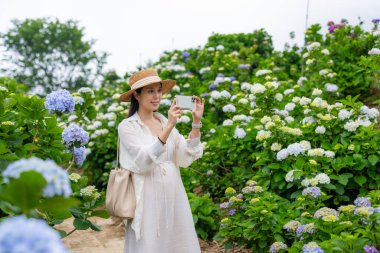 Kadın, Hydrangea çiçek çiftliğinde fotoğraf çekmek için cep telefonu kullanıyor.