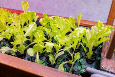 Aquaponics aracılığıyla sebze bahçesini sürdürmek