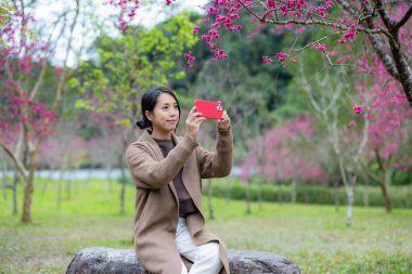Kadın sakura ağacının altında fotoğraf çekmek için akıllı telefon kullanıyor.