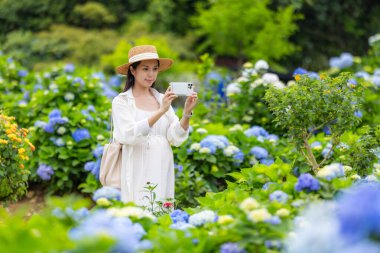 Hamile kadın, Hydrangea çiçek çiftliğinde selfie çekmek için cep telefonu kullanıyor.