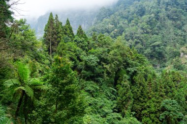 Güzel manzara, sisli yeşil orman.