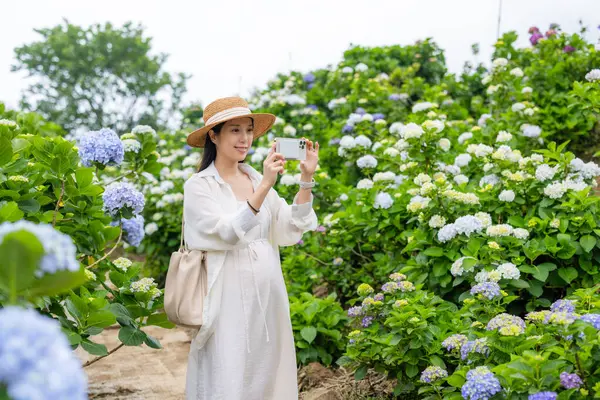 Hamile kadın Hydrangea çiftliğini ziyaret ediyor ve fotoğraf çekmek için cep telefonu kullanıyor.
