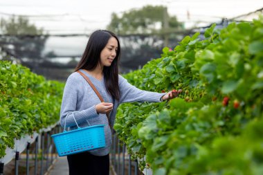 Woman pick strawberry in the farm