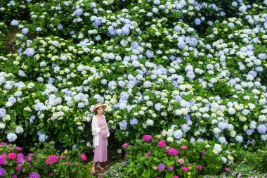 Hamile bir kadın Hydrangea çiçek bahçesinde yürüyor.