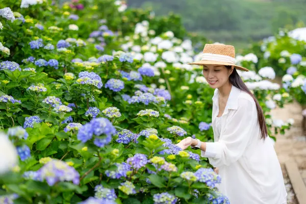 Hydrangea çiftliğinde hamile bir kadın.