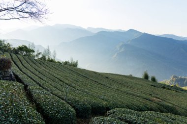 Tayvan Alishan 'daki Shizhuo Patikası' ndaki çay tarlası.