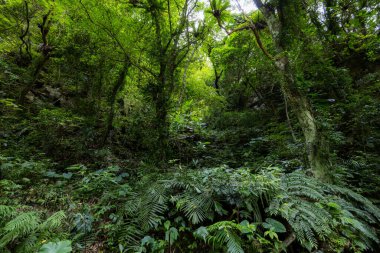 Yürüyüş yolunda tropik yağmur ormanı manzarası