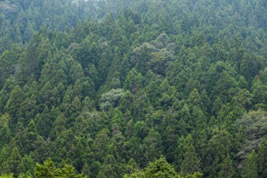 Güzel manzara, sisli yeşil orman.