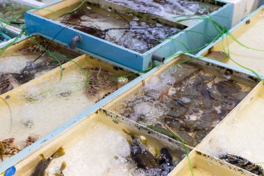 Deniz ürünleri karaborsada satılıyor.