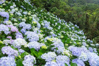 Güzel çiçek, ortanca çiçeği bahçesi