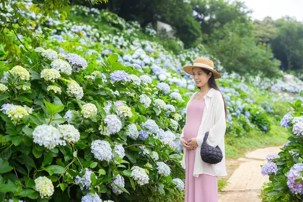 stock image Pregnant woman walk in the hydrangea flower garden