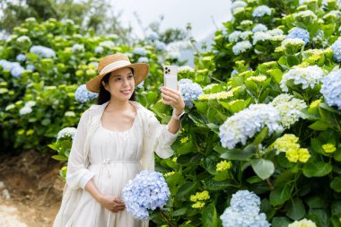 Hamile kadın Hydrangea çiftliğinde selfie çekmek için cep telefonu kullanıyor.