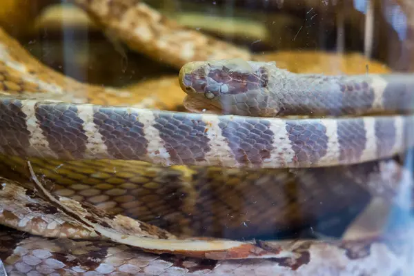 stock image Snake wine show in the shop