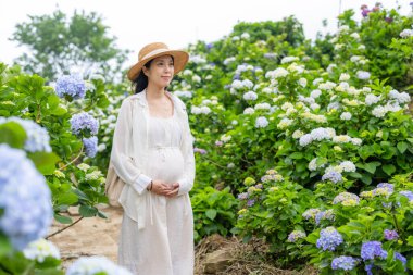 Hydrangea çiftliğinde hamile bir kadın.