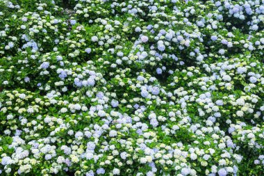 Güzel çiçek, ortanca çiçeği bahçesi