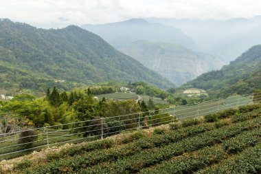 Tayvan 'daki dağın üzerinden taze yeşil çay tarlası.