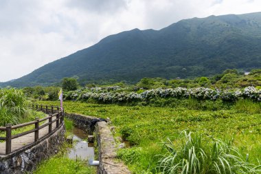 Tayvan 'daki Yangmingshan Milli Parkı' nda çiçek bahçesi.