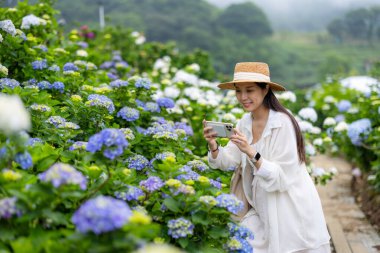 Hamile kadın Hydrangea çiftliğini ziyaret ediyor ve fotoğraf çekmek için cep telefonu kullanıyor.