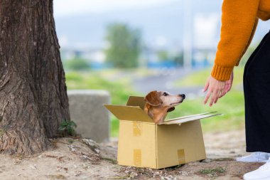 Kartpostalda terk edilmiş köpek için para biriktirmek isteyen bir kadın. 