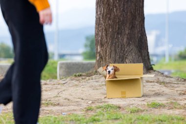 Köpeği terk et ve kadın yürüyüşü yap.