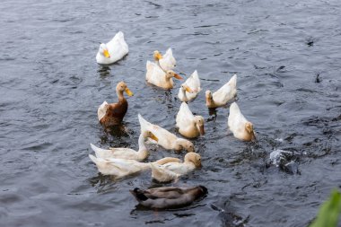 Çiftlikteki su birikintisinde ördek yüzüyor.