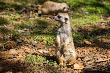 hayvanat bahçesi parkta mirket
