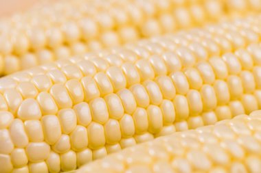 Mısır koçanı dokusu kapat