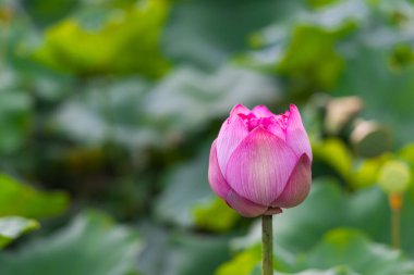 Çiçekli güzel nilüfer havuzu