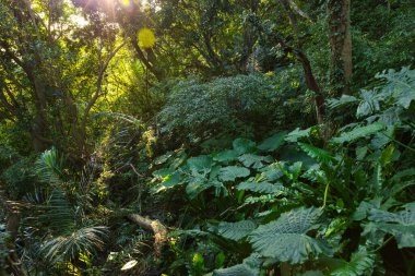 Yeşil bitkilerle dolu verimli tropikal yağmur ormanları