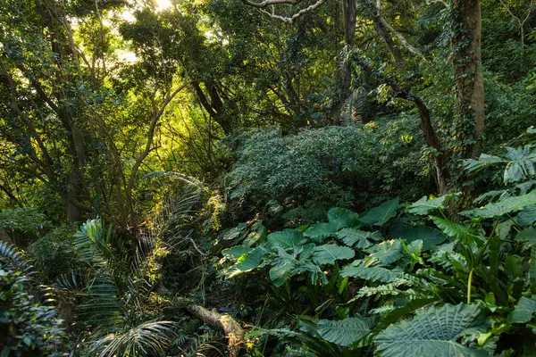 Uzun ağaçlı yoğun tropikal yağmur ormanları