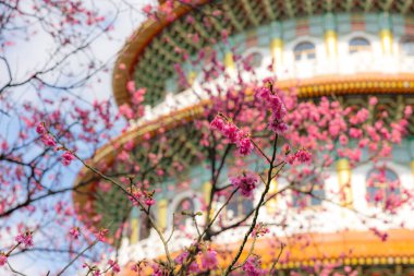 Tayvan 10 Şubat 2025: Taiwan Tamshui 'deki Wuji Tianyuan Tapınağı ve Sakura ağacı 