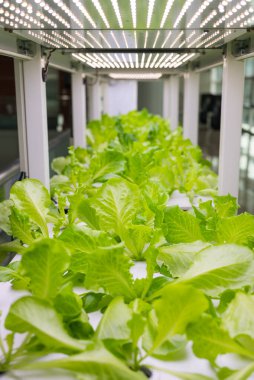 Hidrofonik marul yetiştirmek için bahçe içi kurulumu