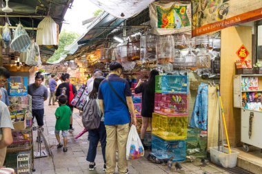 Hong Kong, 27 Nisan 2024: Huzurlu kuş bahçesi caddesinde yürüyün