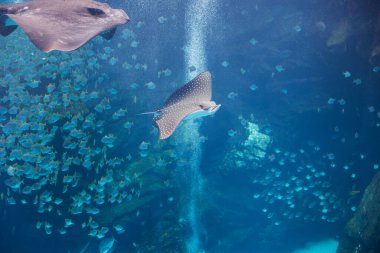 Içinde vatoz yüzen büyük akvaryum