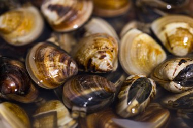 Deniz tarağı pişirmeye hazır bitkilerle hazırlandı.