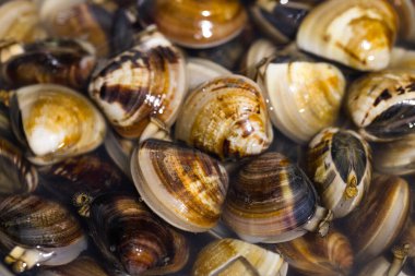 Pişmemiş midye yemek hazırlığı için hazırlandı.