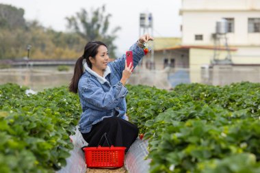 Çiftlikteki çileğin üstünde fotoğraf çeken bir kadın.