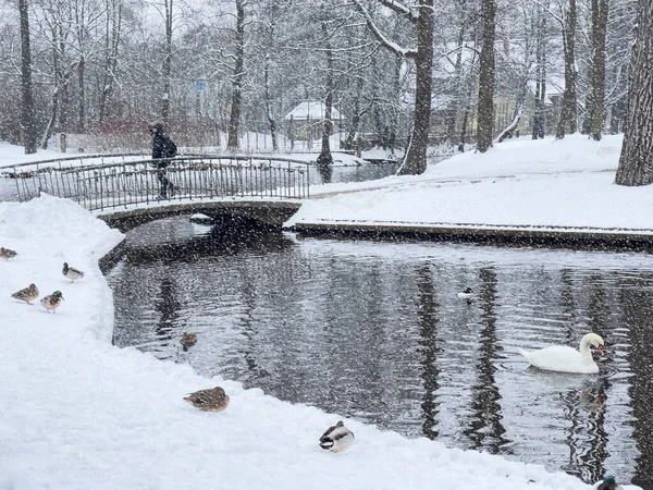 Winter Snowfall Park Man Walks Bridge Ducks Lie Snow Swan — Foto Stock
