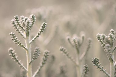 Yumuşak odak noktasında yakalanmış narin yeşil eğrelti otları. Yumuşak, dağınık bir ışıkla yıkanmış. Karmaşık dokularını ve desenlerini vurguluyor..