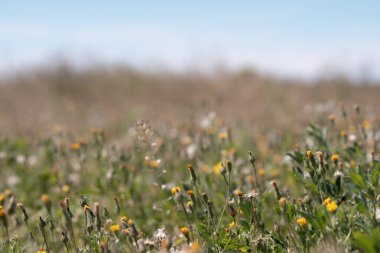 Geniş çayır ve çeşitli kır çiçekleri. Uçsuz bucaksız bir gökyüzünün altında çeşitli kır çiçekleriyle kaplanmış geniş bir çayır. Odak noktası, çeşitli yeşilliklerin ortasındaki sarı çiçeklerin doğal bir otlağın çeşitliliğini ve vahşi güzelliğini resmeden bir ön plandır..