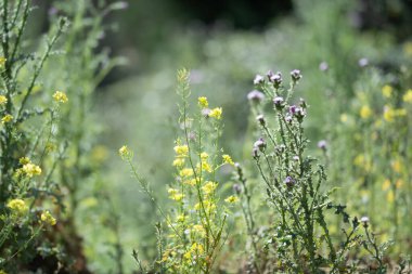 Aydınlatılmış kır çiçekleri bir çayırda canlı bir sarıya boyarlar narin rüzgarda dans eden yaprakları..